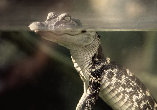 Retro Baby Alligator in Tank Stock Photo by ©Lawcain 67932341