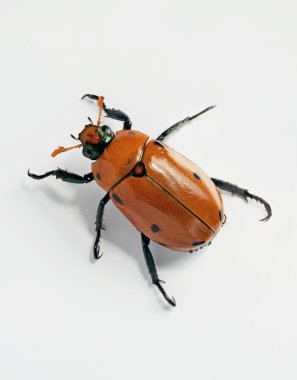 Maskeli Chafer böceği