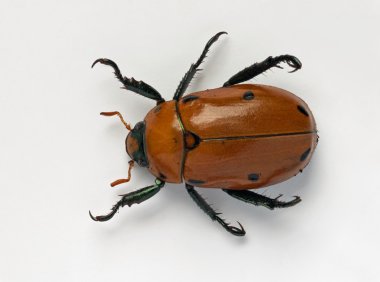 Masked Chafer Beetle clipart