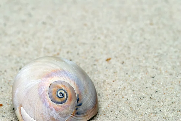 Moon Snail in Sand — Stock Photo, Image