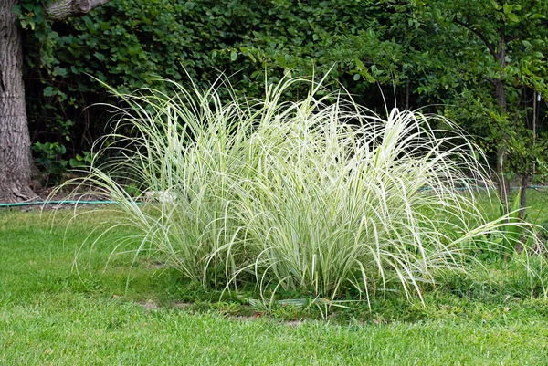 Декоративная трава — стоковое фото
