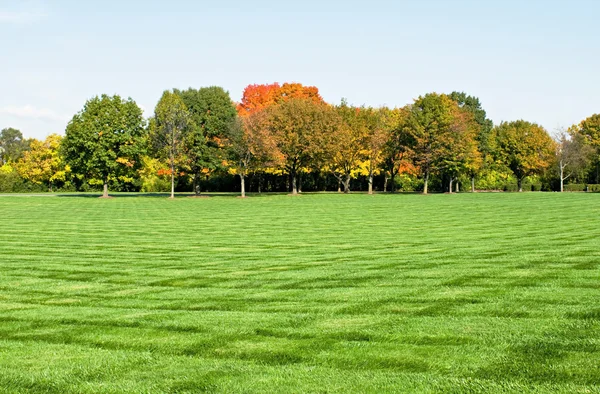 Lawn with Fall Trees — Stock Photo, Image
