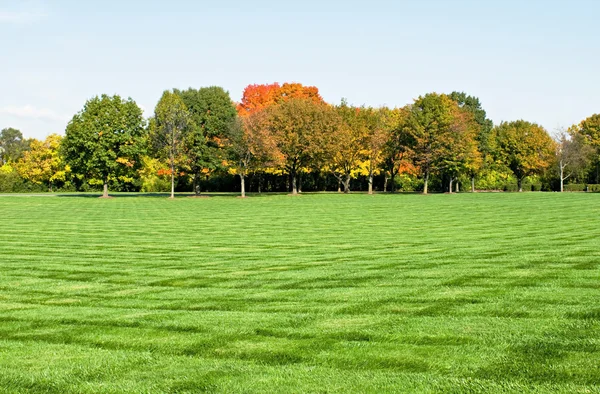 Rasen mit umstürzenden Bäumen — Stockfoto