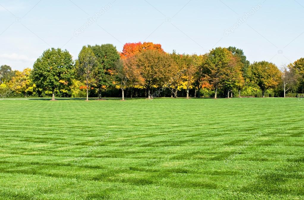 Lawn with Fall Trees