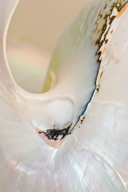 Nautilus detay makro