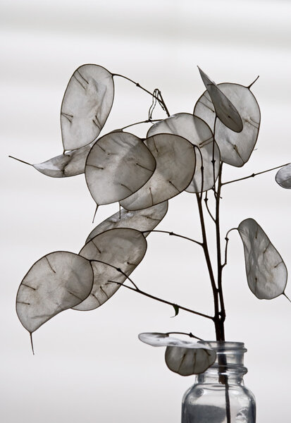 Silver Dollar Silhouette