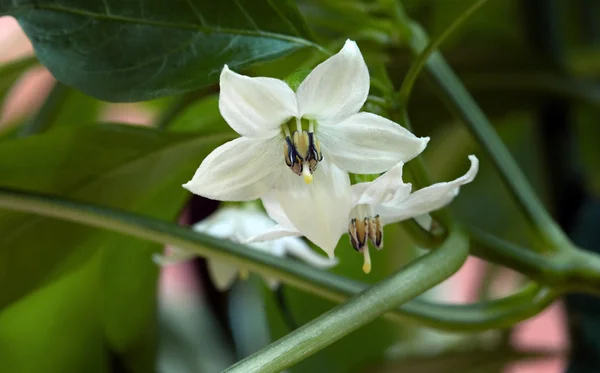 Pepper Blossom — Stock Photo, Image