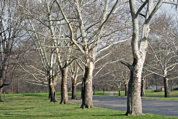 Bare Sycamore Árvores — Fotografia de Stock