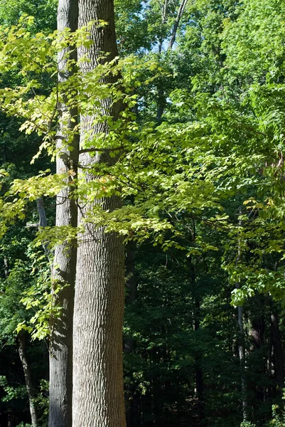 メープルとオークの木 — ストック写真