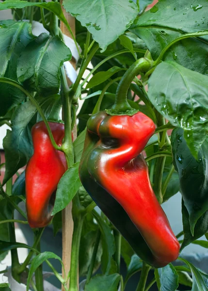 Pimentas amadurecendo na planta — Fotografia de Stock