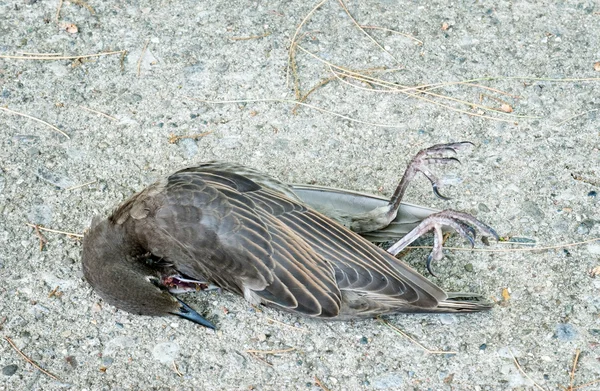 死んだ鳥 — ストック写真