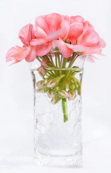 Pink Geranium in Crackled Vase — Stock Photo, Image