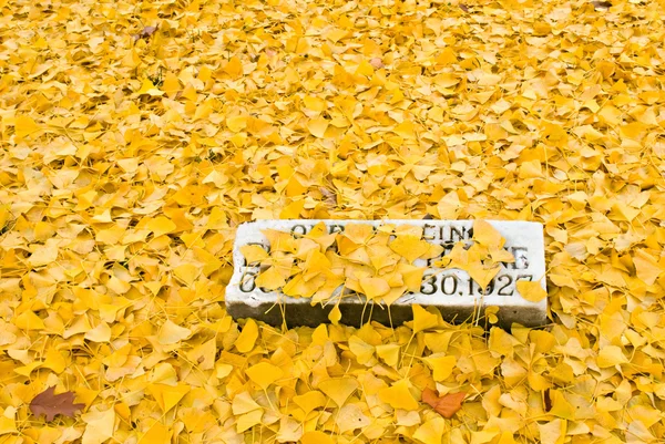 Dead Gingko Leaves — Stock Photo, Image