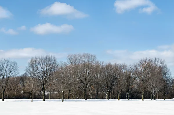 Trädgränsen med himmel — Stockfoto