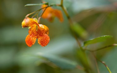Turuncu Jewelweed tespit