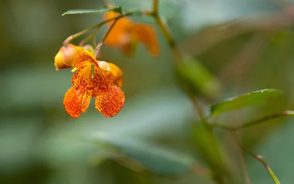 Orange łaciate Jewelweed — Zdjęcie stockowe