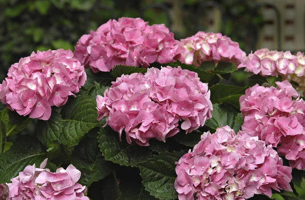 Bouquet rosa ortensia — Foto Stock