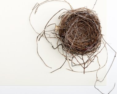 Kuş yuvası Two-toned arka plan üzerinde