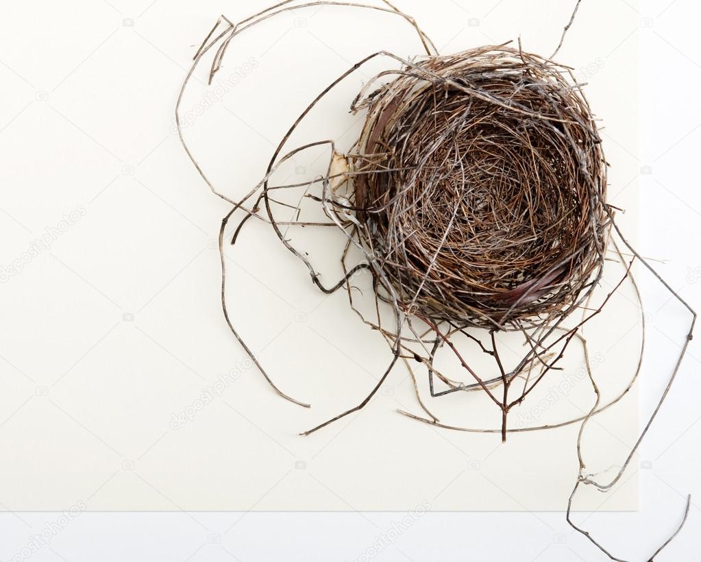 Bird Nest on Two-toned Background