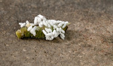 Braconid arı yumurta domates Hornworm üzerinde