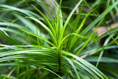 Yeşil Çimen Arkaplanı