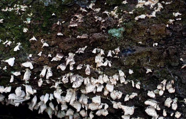 Svampe vokser på døde log - Stock-foto