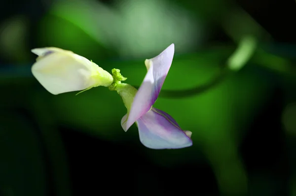 ลานดอกไม้ถั่วยาว — ภาพถ่ายสต็อก