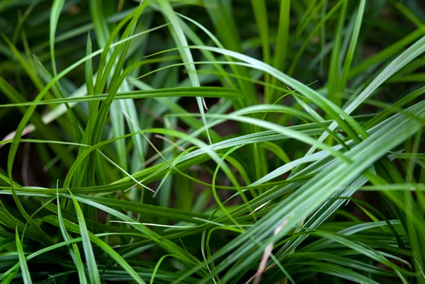 自然な草の背景 — ストック写真