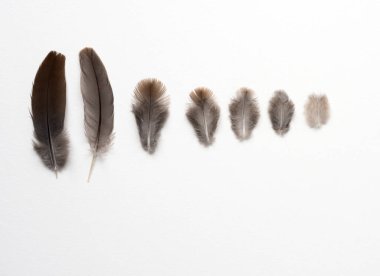 Song Serçesi Tüylerinin Farklı Boyutları Sırası