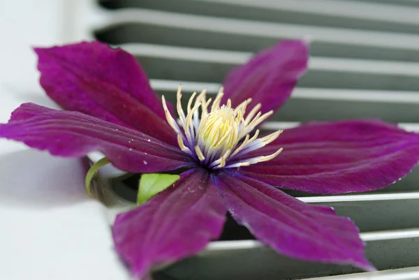Purple Rosemoor Clematis Close-up — Stock Photo, Image