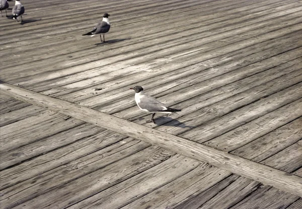 Retro Boardwalk with Seagulls — Stock Photo, Image
