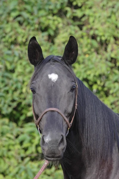 Negro caballo buscando fulgor en cámara retrato — Foto de Stock