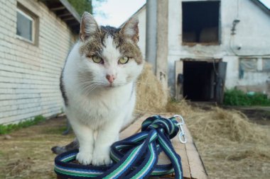 Ahşap bir bankta oturan bir çiftlik kedisine yakın plan, sarmalanmış bir tasma, saman ve arka planda eski bir ahır. Kedi doğrudan kameraya bakar ve otantik bir kırsal atmosfer yaratır..