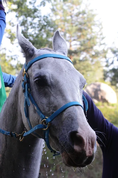 Endurance comtetition groom point — Stock Photo, Image