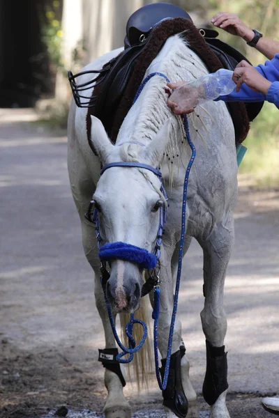 Endurance comtetition groom point — Stock Photo, Image