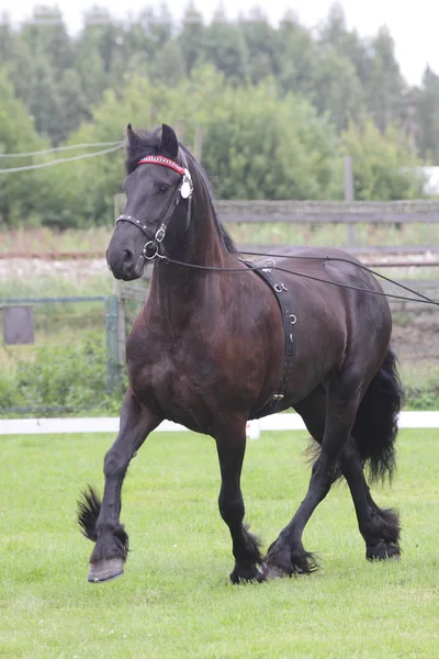 Negro friese caballo en espectáculo — Foto de Stock