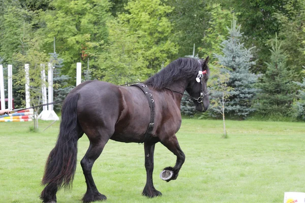 Black friese horse at show — Stock Photo, Image