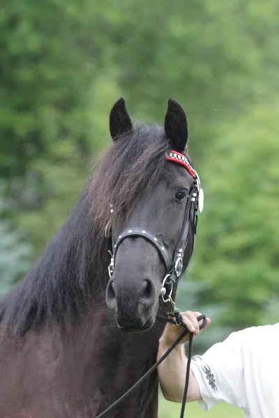 Portrait of black friese horse at show — Stock Photo, Image