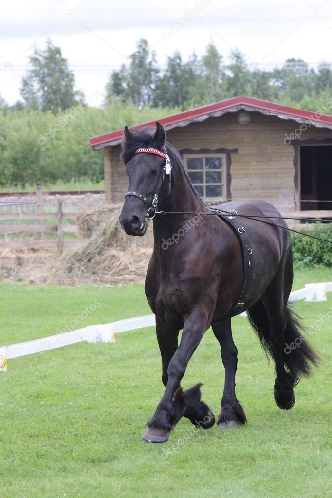black friese horse at show