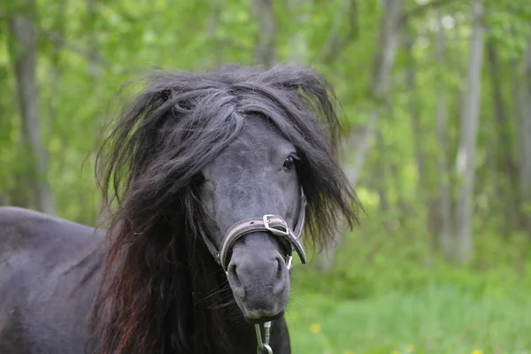 Retrato de un pony Shetland negro — Foto de Stock