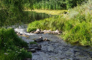 Nehir yeşil çimenlerin arasındaki taş bariyerleri aşar.