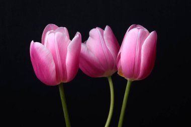 İnce yeşil bacaklı zarif pembe bir lale siyah bir arkaplanda fotoğraflanır. Kağıt üzerinde uzun yeşil bir sapta pembe lale.