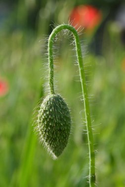 Yeşil haşhaş tomurcuğu, villi, tarlada ince bir sapa eğilmiş