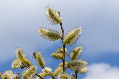 A pussy-willow branch with blossoming buds against the blue sky. Bees sit on the kidneys