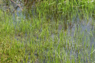 Genç yeşil çimenler gölün kıyısındaki suda filizlenmeye başlar.