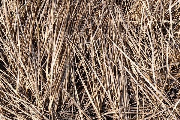 Gelbes Trockenes Gras Einem Trockenen Sumpf Aus Nächster Nähe Fotografiert — Stockfoto