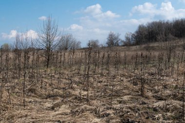 Uzun, kuru geçen yılın çimenleri bir ormanın ve büyük bulutların arka planına karşı. Erken bahar ve kurak sel çayırı 