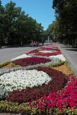 Şehir parkındaki bir çiçek tarhında renkli çiçek desenleri 