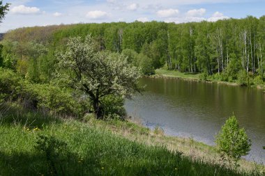 Kıyısında huş ağacı olan bir gölet ve önünde büyük bir çiçek ağacı olan bir tepeden fotoğraflanmış. 