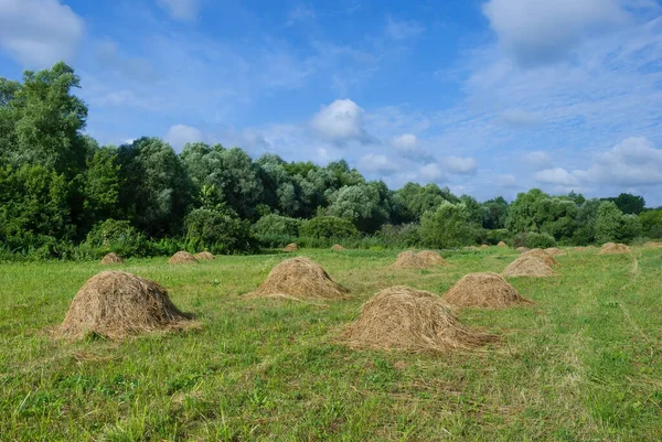 家畜用飼料の在庫 干し草は牧草地で乾燥している 田舎の夏の午後 — ストック写真